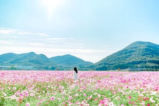 春日花海郊野美景