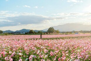 粉色花田郊野唯美风光