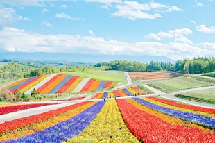 七彩花田田园美景