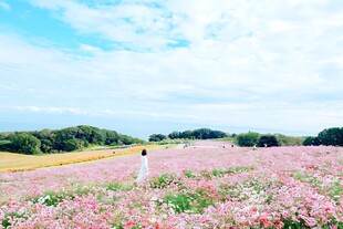 郊野粉色花田风光