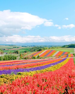 晴空下的七彩花田
