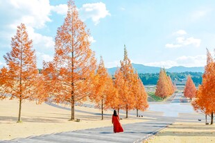 秋日水杉林唯美风景
