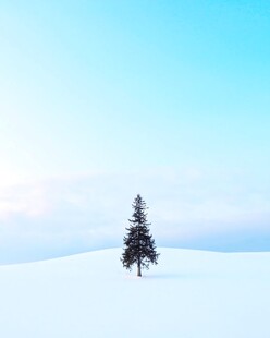 雪原孤树冬日雪景