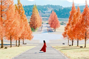 秋日红杉步道红衣女子