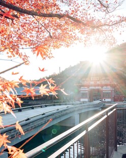 秋日暖阳红枫街景