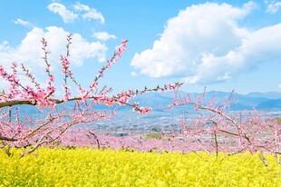 春日湖畔花田盛景