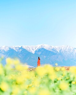 雪山下花田风光