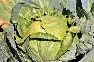 田间新鲜卷心菜