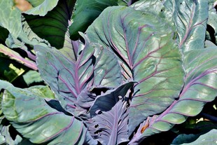 紫脉绿叶植物特写