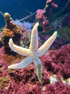 海底海星特写