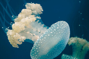 深海透明水母