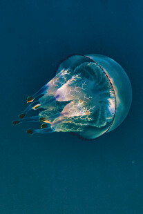 深海梦幻发光水母