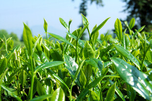 春日茶园鲜绿茶芽