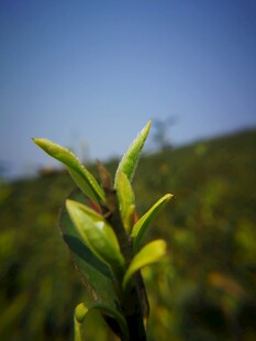 春日茶园茶芽特写