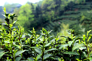 山间茶园茶树新芽