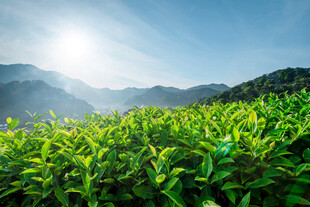 高山茶园