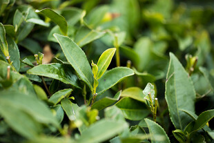 茶园鲜嫩茶叶特写