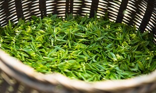 新鲜绿茶鲜叶