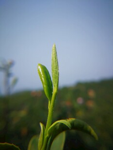 茶园鲜嫩茶芽特写
