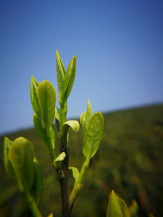 蓝天下的嫩绿新芽