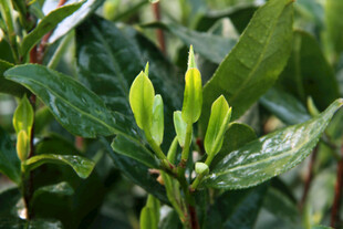 春日茶树新芽