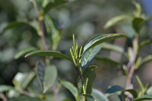 茶树新芽特写