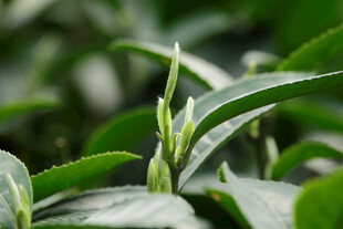 嫩绿春茶新芽特写