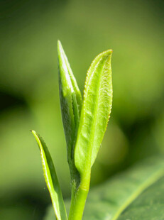 鲜嫩茶芽微距特写