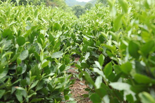 连片翠绿茶园风光