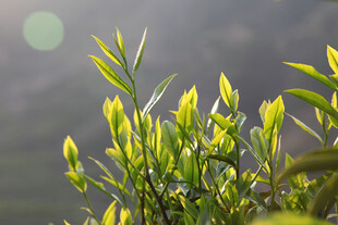 逆光清新绿植枝叶