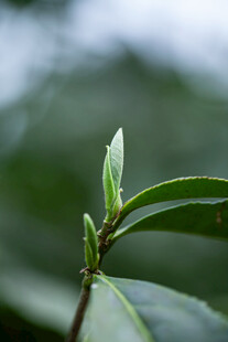 春茶嫩芽特写
