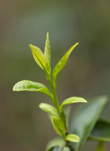 茶树新芽特写