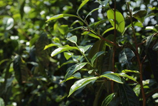 清新绿植枝叶特写