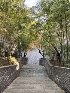 林荫石阶步道