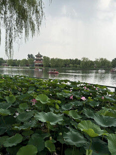 夏日荷塘湖景风光