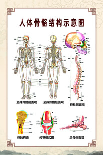 人体骨骼结构示意图