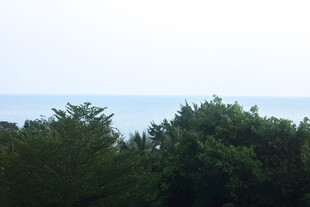 林梢远眺海天风光