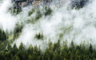 山间云雾森林景观