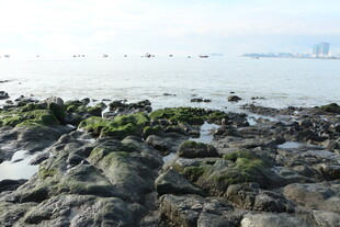 礁石海岸