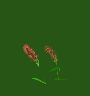 domi狗尾巴草