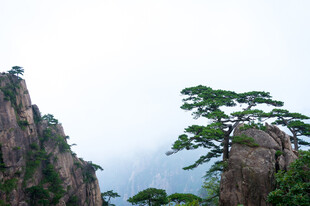 黄山奇松山岳风光