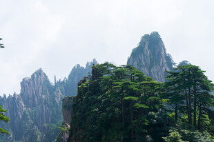 黄山奇峰松林景观