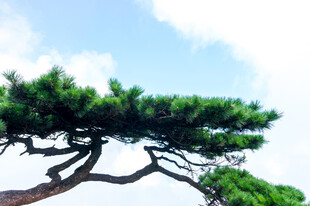 晴空下的苍松