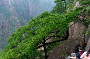 山间崖壁青松景观