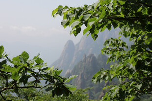 林间远眺雾中山峰
