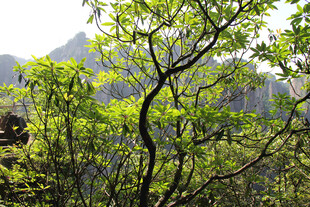 山间春日绿树风光