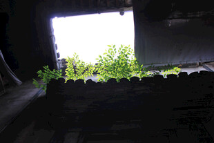 窗边逆光绿植小景