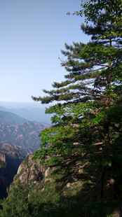 山间青松山野风光