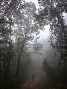 雾中森林透光美景