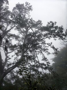 雾中朦胧松树景观